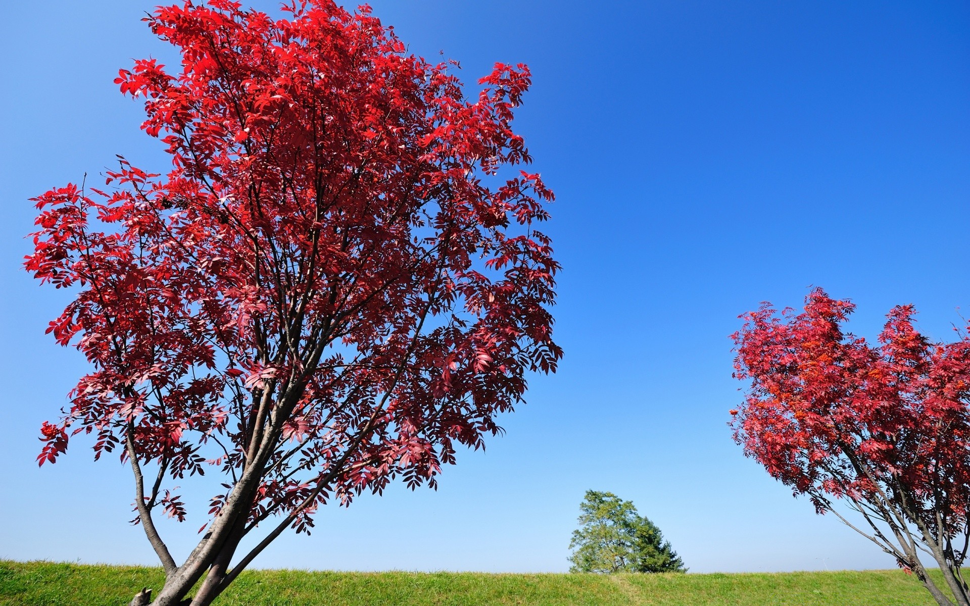 landscapes tree leaf nature season fall outdoors flora park bright branch landscape flower grass wood fair weather countryside color rural summer