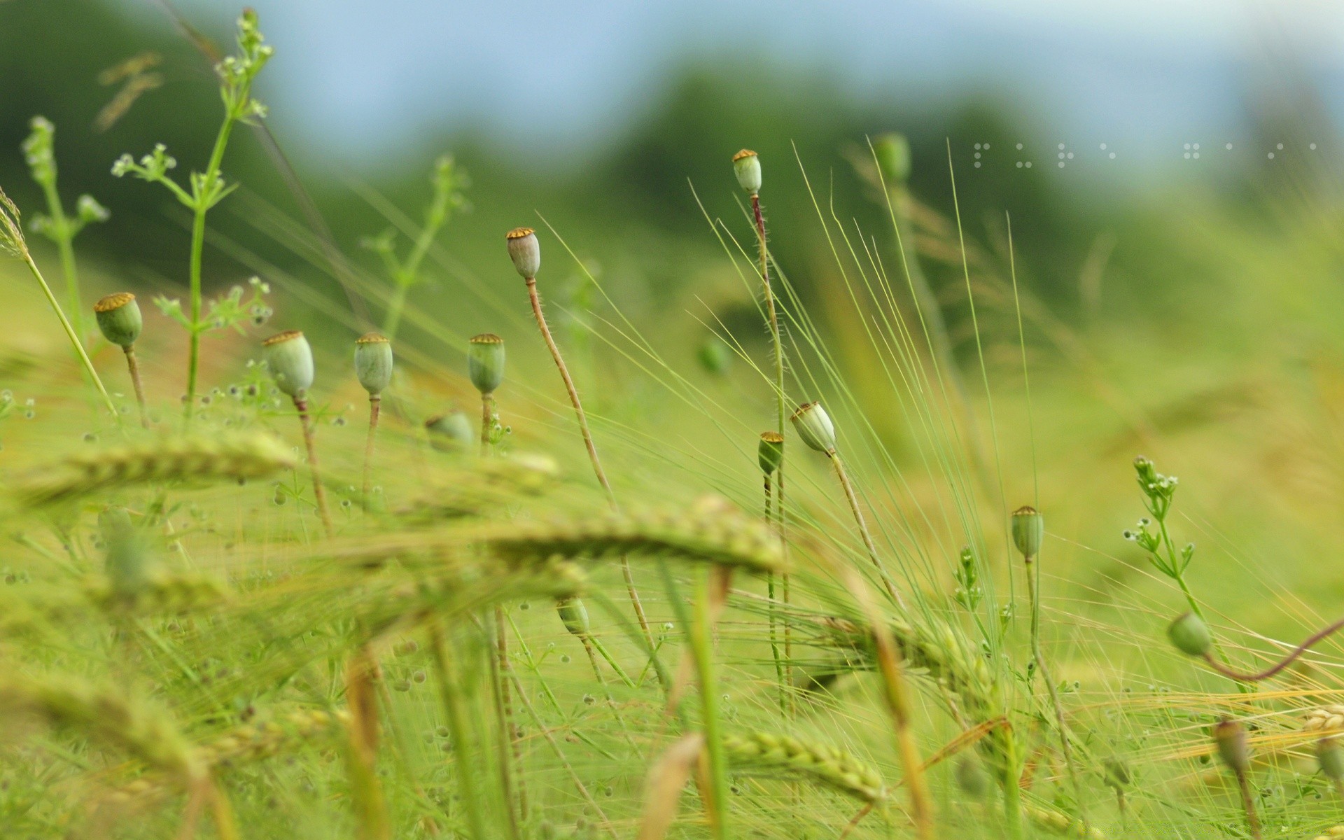 paysage nature herbe flore été feuille aube croissance jardin champ environnement soleil beau temps à l extérieur gros plan fleur foin rosée pluie dof