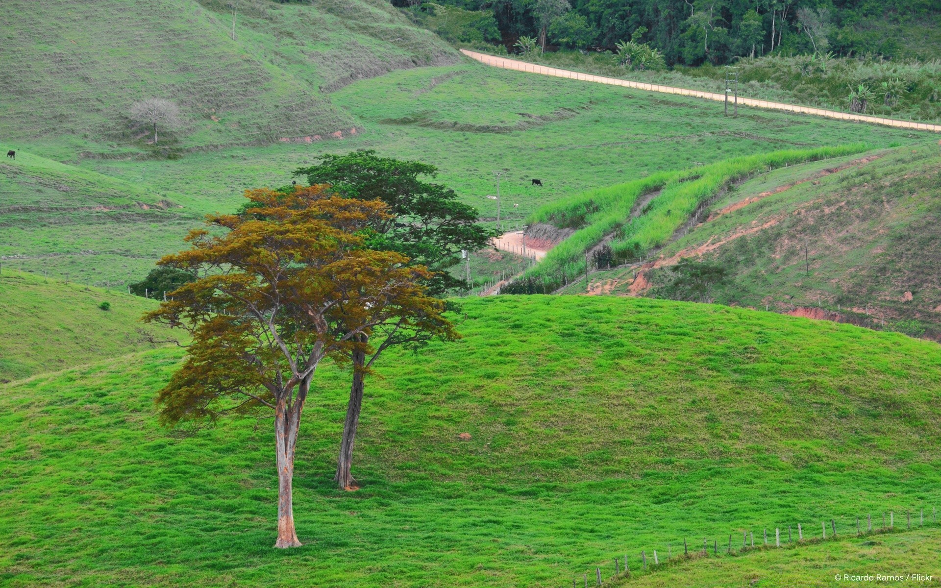 landscapes landscape nature cropland tree agriculture countryside rural outdoors summer grass growth wood hill field leaf farm scenic pasture travel