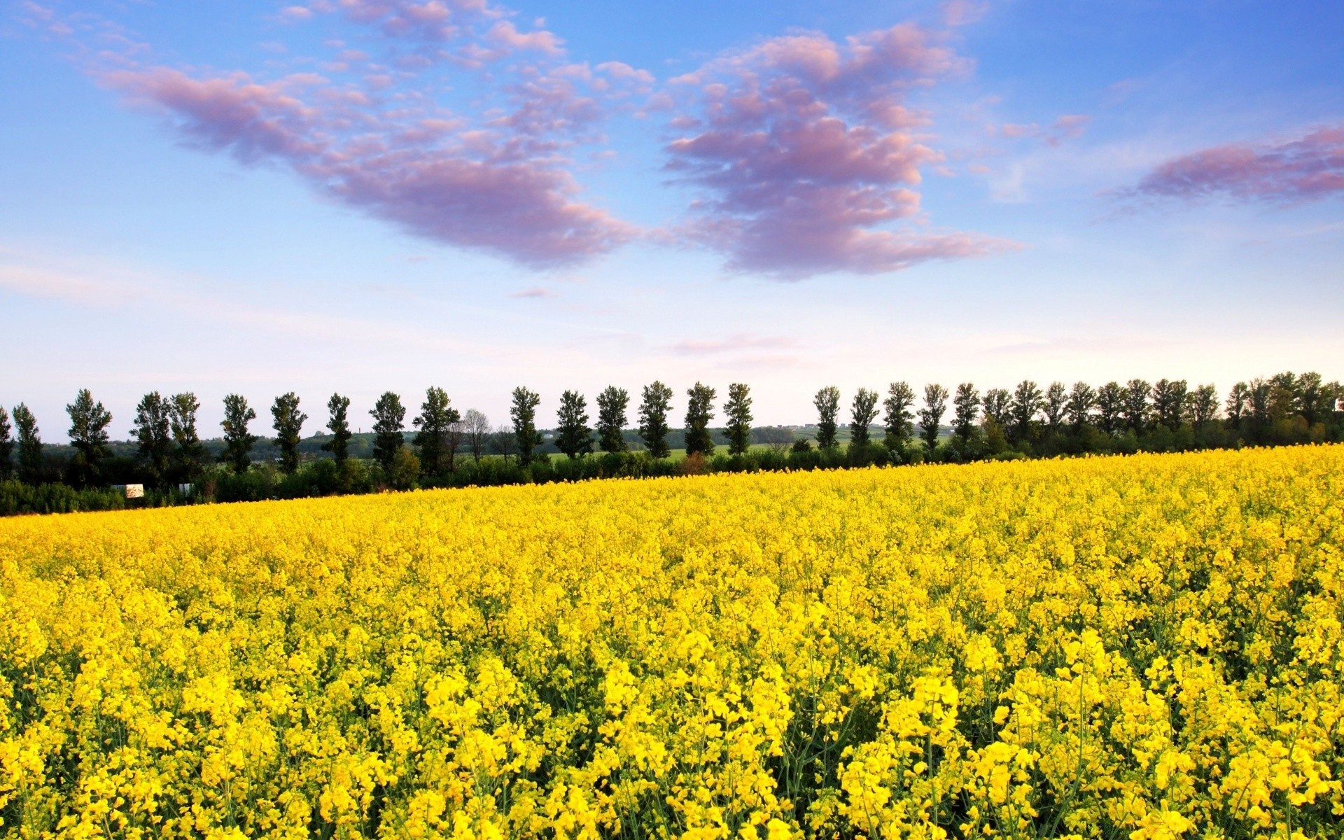 paysage agriculture paysage champ nature rural fleur ciel campagne à l extérieur ferme récolte huile environnement flore été pays croissance foin scénique