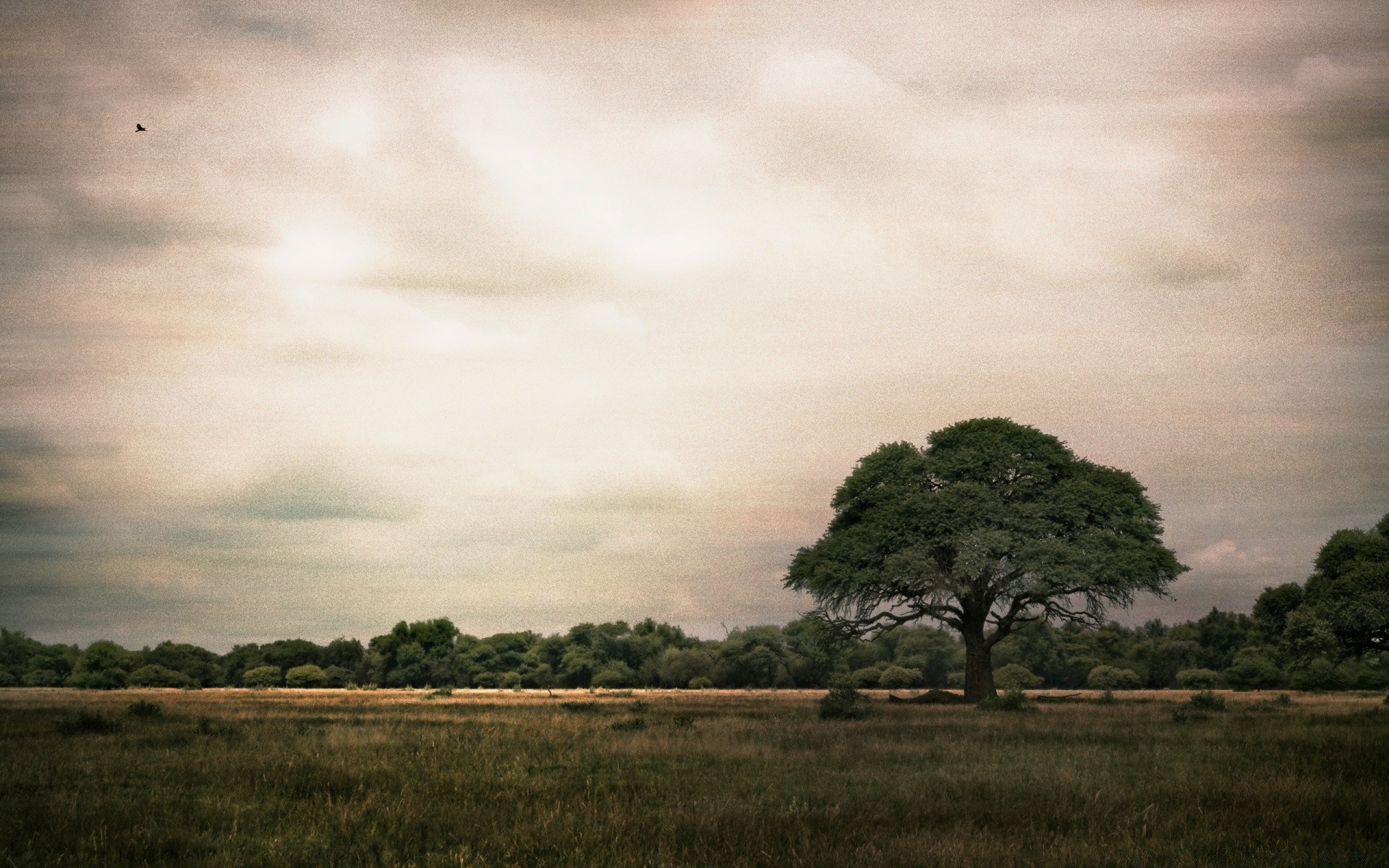 landschaft landschaft baum sonnenuntergang himmel natur dämmerung im freien sturm bebautes land sonne gras regen