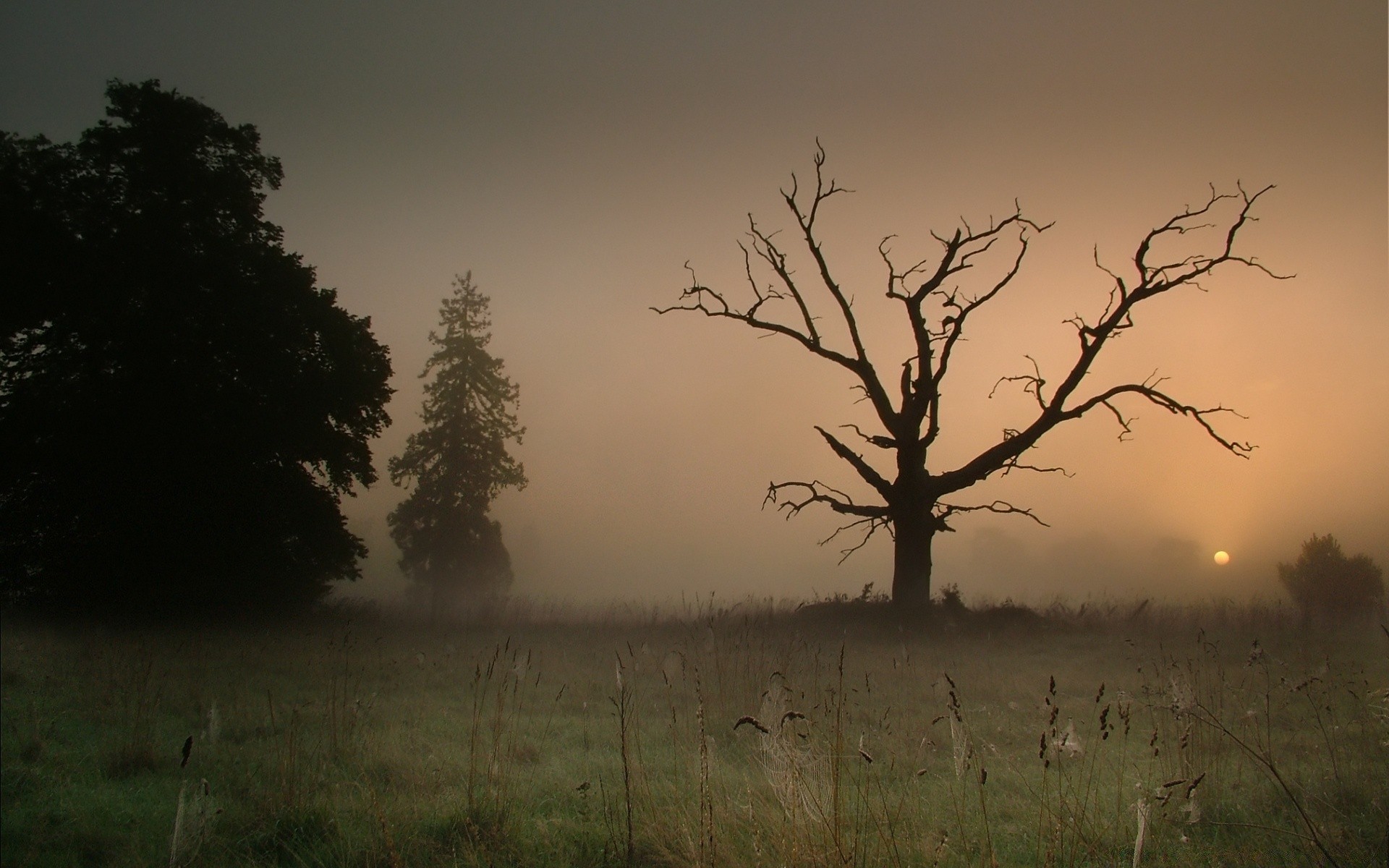 landschaft baum landschaft dämmerung sonnenuntergang nebel natur hintergrundbeleuchtung nebel himmel im freien silhouette holz abend herbst sturm dämmerung wetter