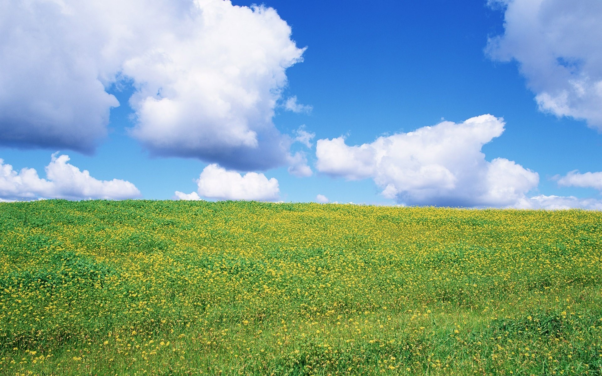 landscapes landscape nature rural grass field summer hayfield countryside outdoors sky agriculture growth fair weather idyllic pasture sun bright grassland environment