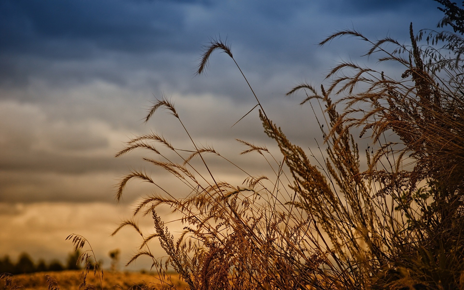 paysage céréales champ blé soleil coucher de soleil ciel rural or paysage maïs paille nature aube ferme récolte herbe pâturage beau temps pain