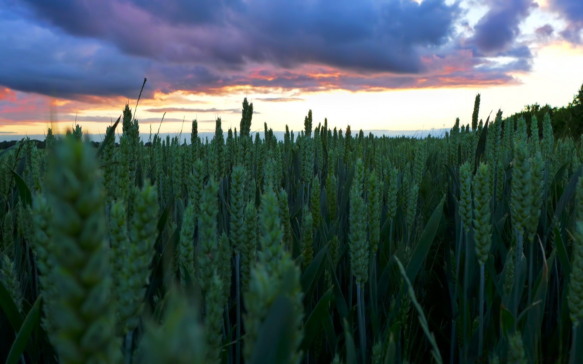 paisaje agricultura granja cereales naturaleza rural campo pasto paisaje maíz cosecha crecimiento al aire libre verano trigo campo sol amanecer flora buen tiempo