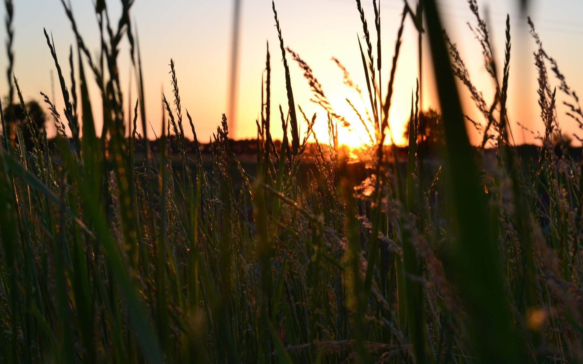 paysage aube coucher de soleil herbe nature en plein air croissance champ soleil paysage soir beau temps ciel eau lumière rural crépuscule reed