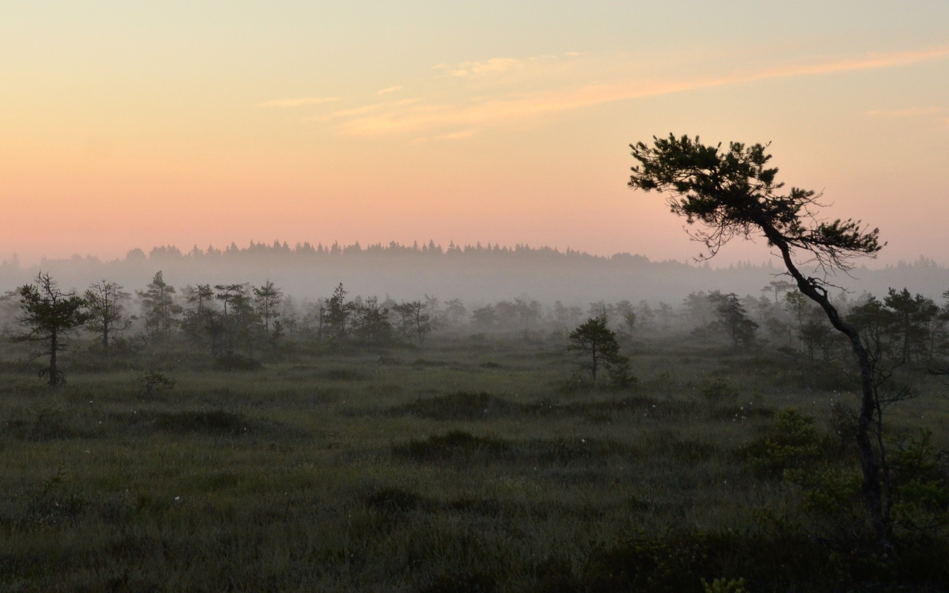 landscapes landscape tree dawn fog sunset nature sky evening mist outdoors light fall sun environment wood field scenic grass fair weather