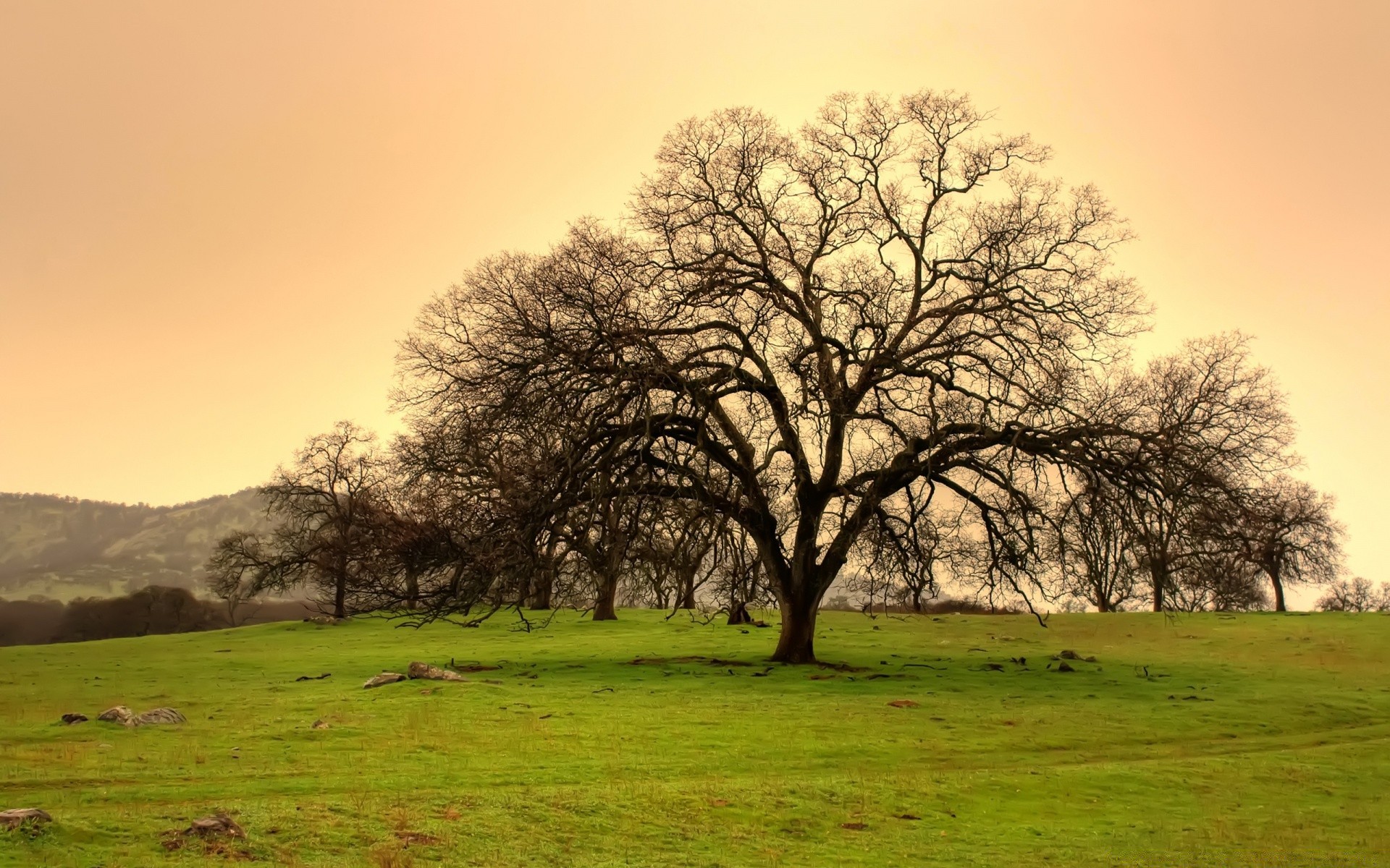 paesaggio paesaggio albero natura erba campagna rurale alba autunno legno campo stagione scenico quercia scena