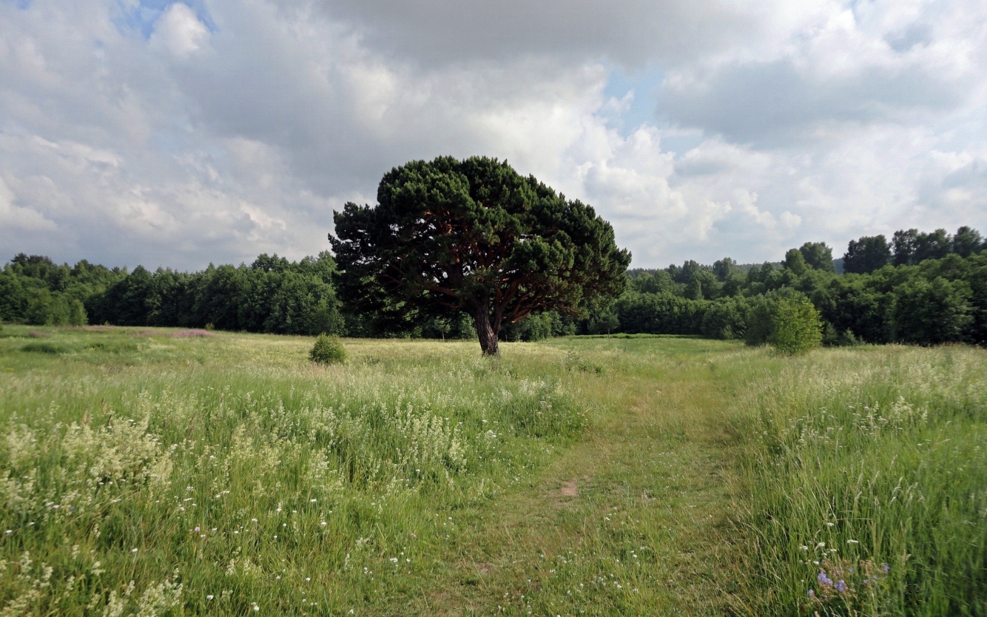 paysage paysage arbre herbe nature champ foin à l extérieur l agriculture pâturages environnement été ciel flore scénique campagne nuage pâturage ferme idylle