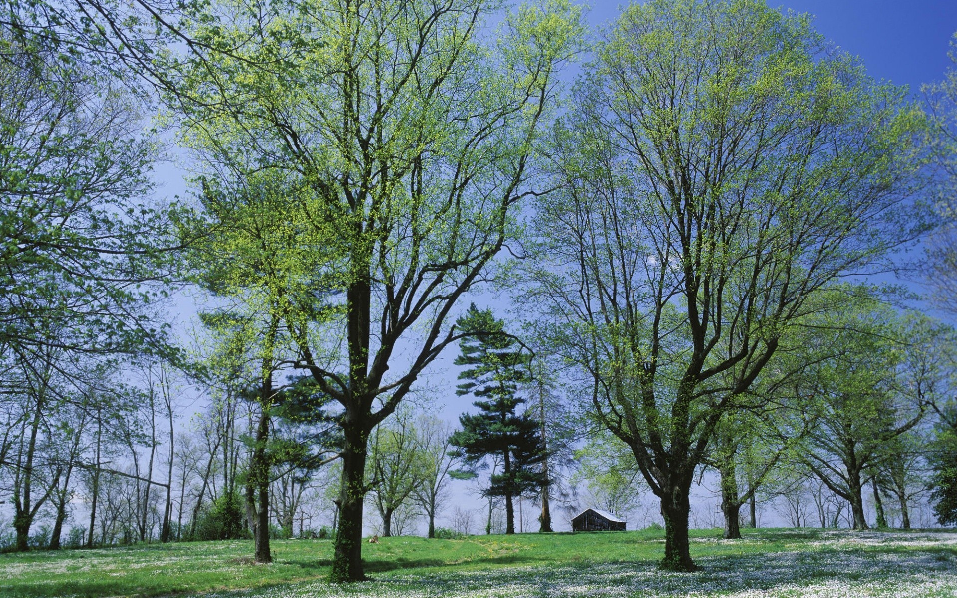 krajobrazy drzewo krajobraz natura drewno sezon park środowisko oddział trawa liść dobra pogoda dąb wiejskie na zewnątrz flora scena słońce jesień idylla krajobrazy