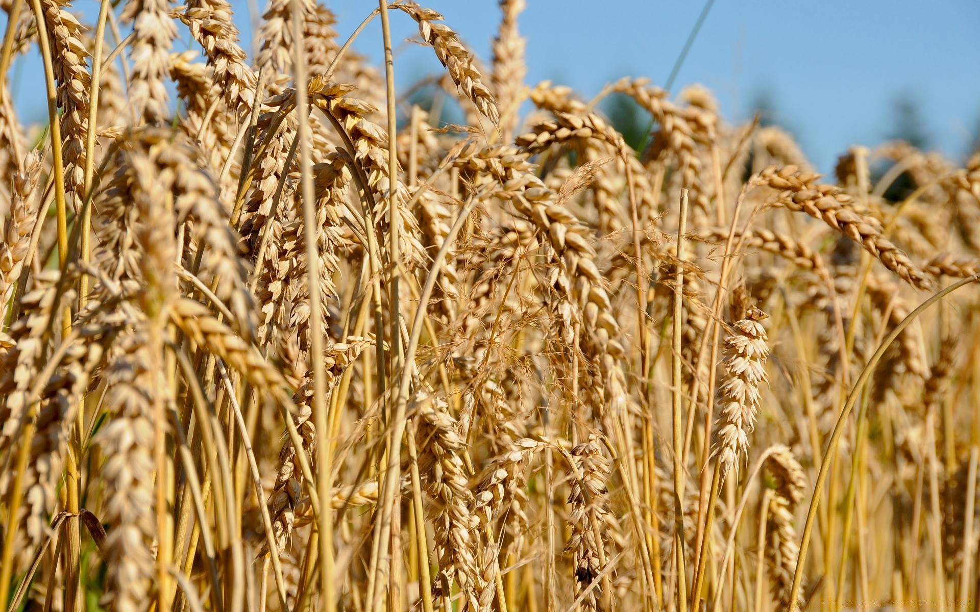 paisagens cereais trigo pão palha pasto centeio milho colheita cevada rural semente ouro pico fazenda agricultura farinha seca campo carne terras agrícolas