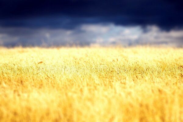 Espiga de trigo amarillo en el campo