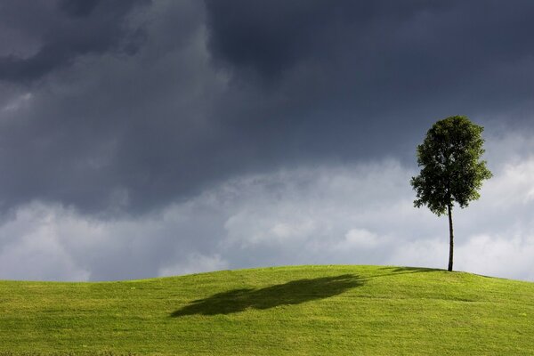 Hermoso campo con un árbol. El cielo antes de la tormenta