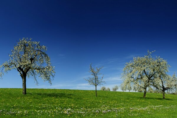 Flowering trees against a bright blue sky