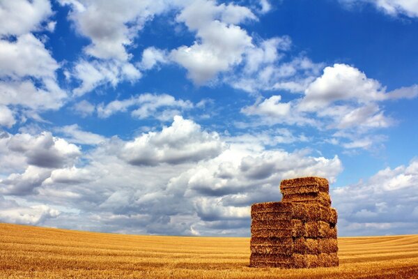 Pajares en el campo contra el cielo