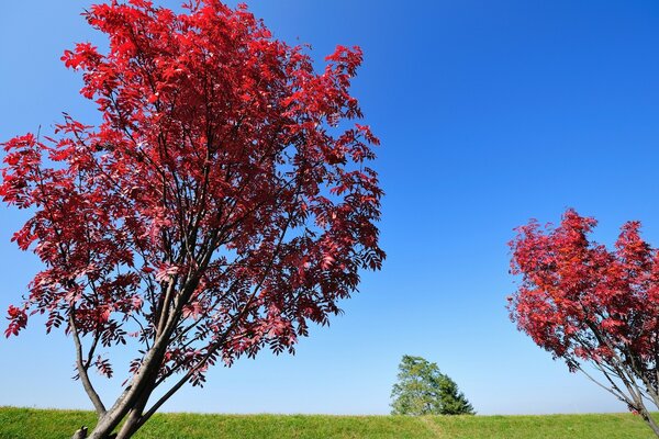 Arbre au feuillage rouge. Beau ciel sans nuages