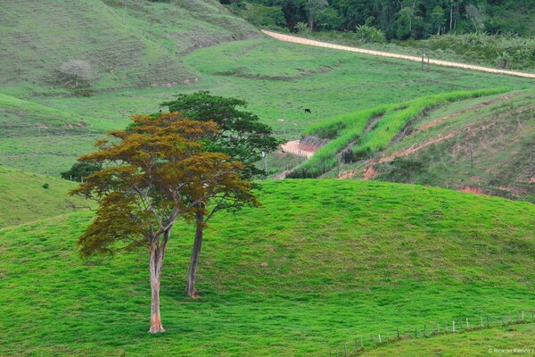 Dos enormes árboles entre los campos