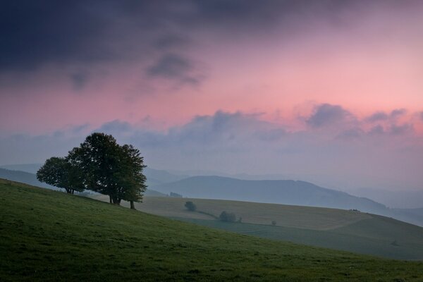 Одинокие деревья на фоне розово-фиолетового неба