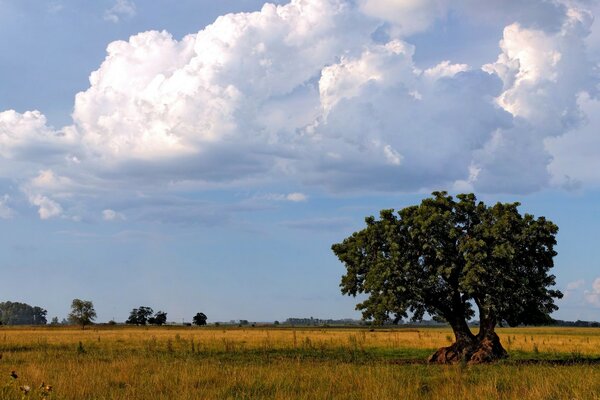 A tree with large roots