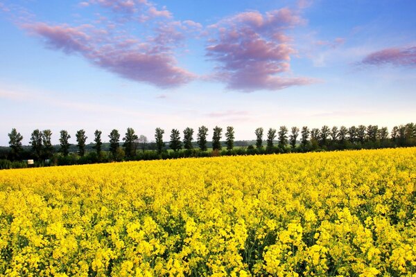 Beautiful field with yellow flowers