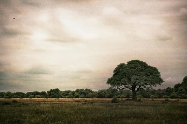 Baum-Landschaft auf Himmel und Sonnenuntergang Hintergrund