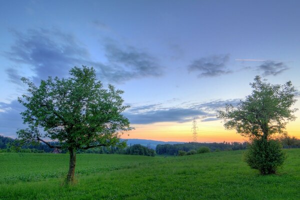 Naturlandschaft mit Baum und Gras