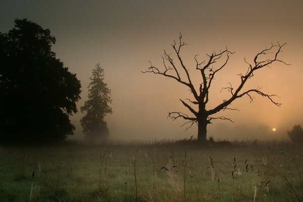 Sunset, fog and a tree as a symbol of farewell