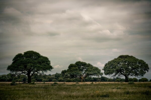 Arbres sous un ciel nuageux dans des tons sombres