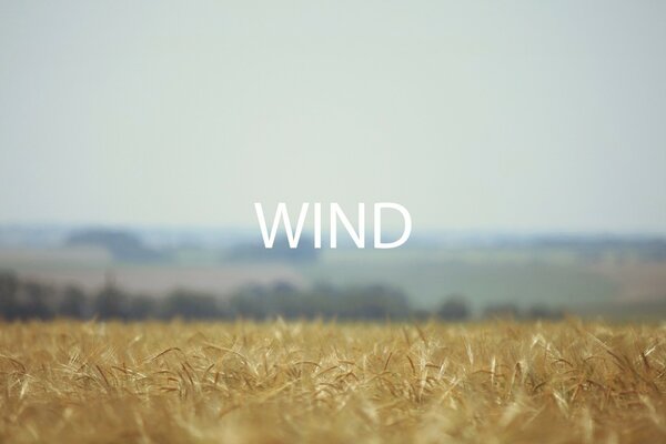 A field of ripe wheat and the sky