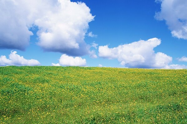 Pradera de hierbas en flor y cielo azul