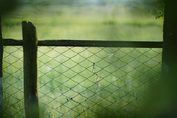 Fence mesh greenery trees