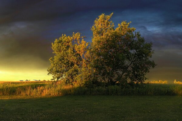 Árbol amarillo en el paisaje de otoño