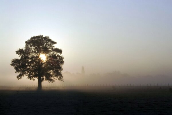 A tree in the fog. Dawn in the field