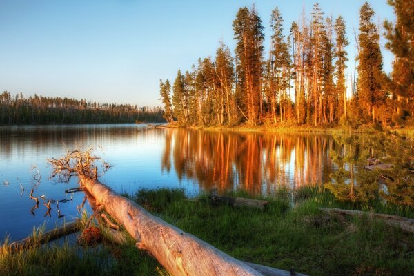 Forest lake surrounded by pine trees