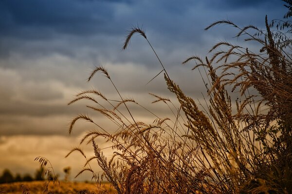 Spighe di grano tra le nuvole