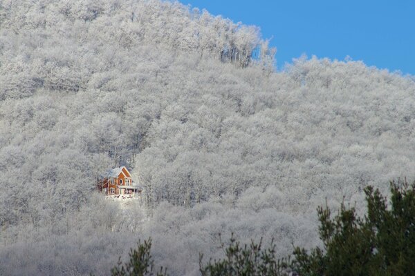 A lonely house stands behind snow-covered trees