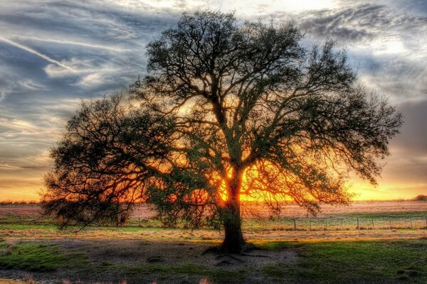 Árvore solitária triste ao pôr do sol