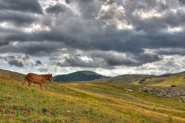 Landscape horse outdoors on sky background