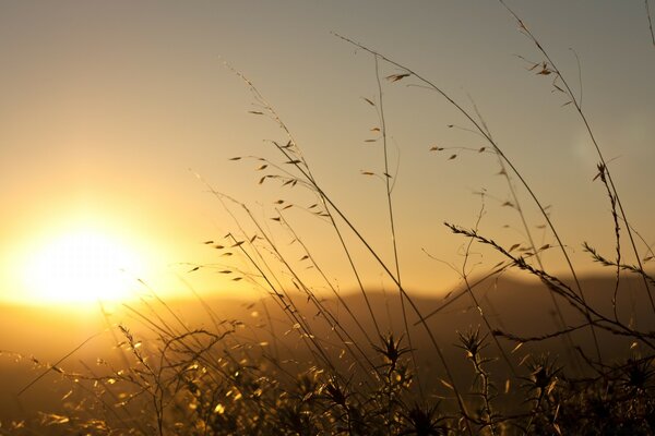 O sol se põe no fundo da grama