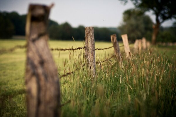 Niedriger Zaun im grünen Gras