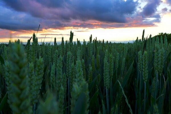 Coucher de soleil sur un champ de blé