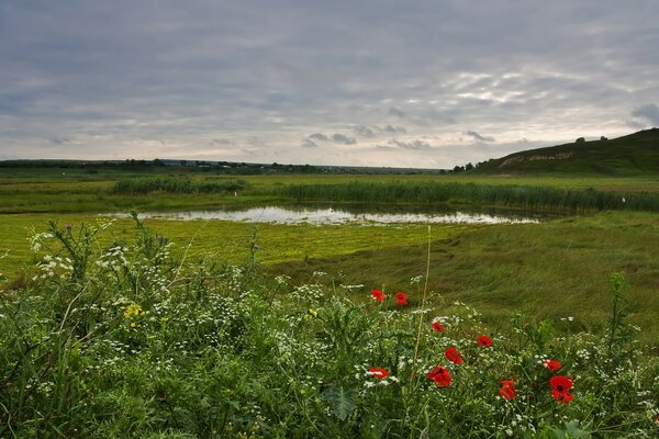 Prairie avec des herbes près de la petite rivière