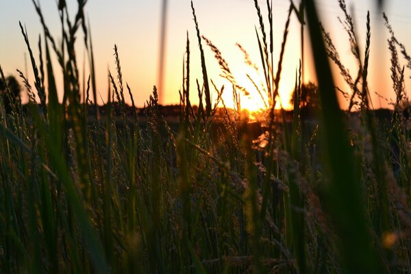 Pôr do sol através da grama alta