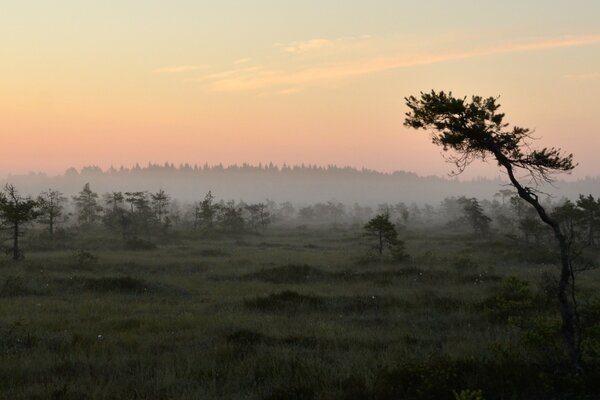 Individual trees against the background of a foggy forest in the morning