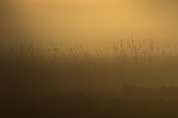 A field shrouded in fog at dawn