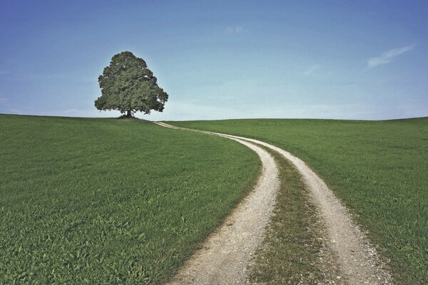 Un arbre solitaire et une route qui part au loin