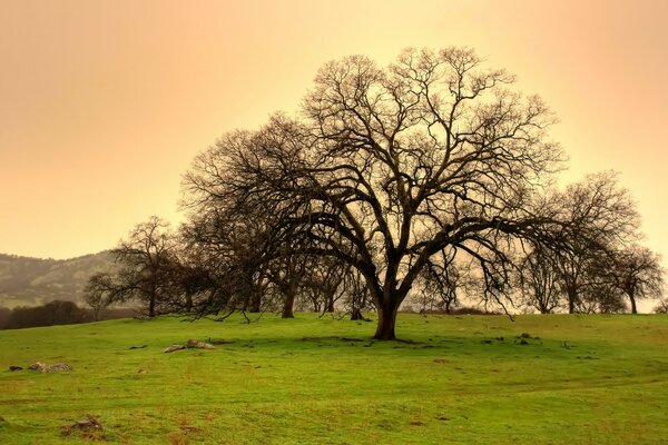 Un árbol solitario en medio de un campo