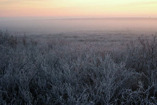 Premières gelées, champ dans le givre, brouillard