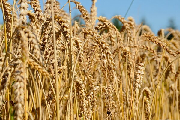 Espigas de trigo maduras, es hora de cortar