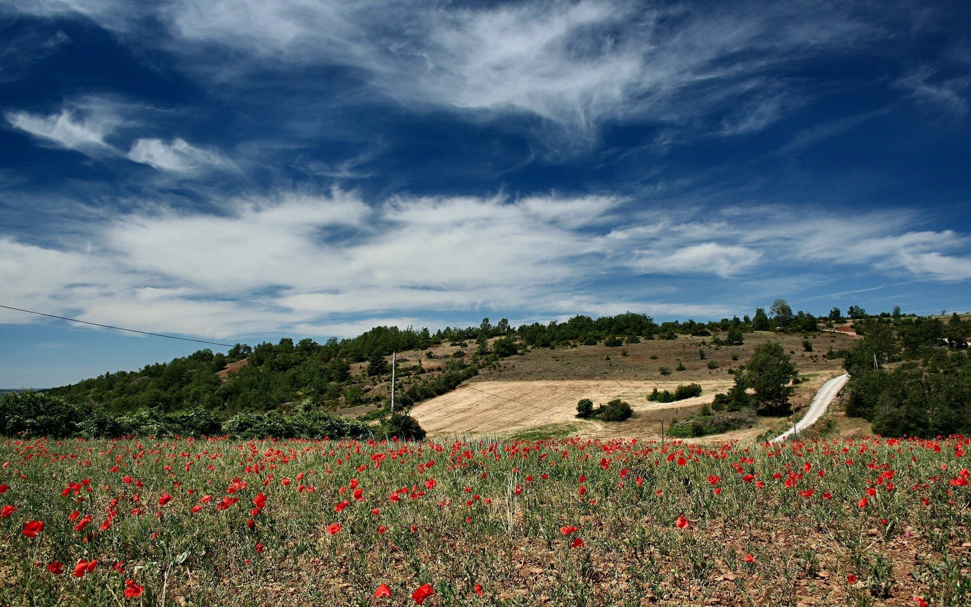 paisagens poppy ao ar livre paisagem flor natureza céu agricultura zona rural viagens terras cultivadas verão rural luz do dia